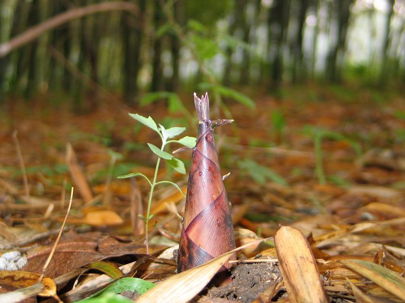 凱能如毛竹般成長(zhǎng)